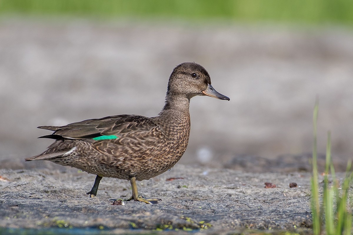Green-winged Teal - ML172532591