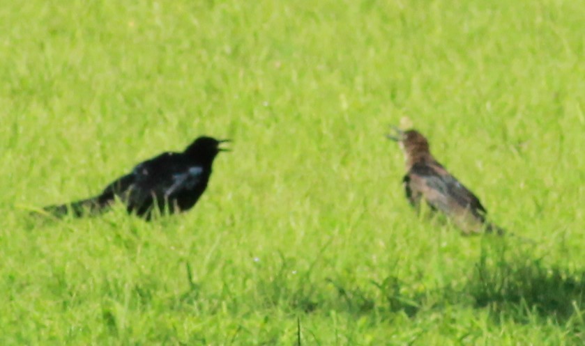 Great-tailed Grackle - ML172534231