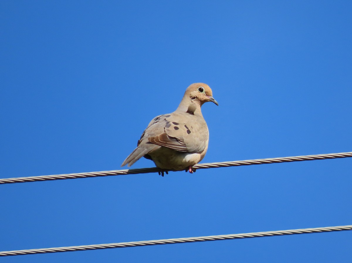 Mourning Dove - April Pufahl