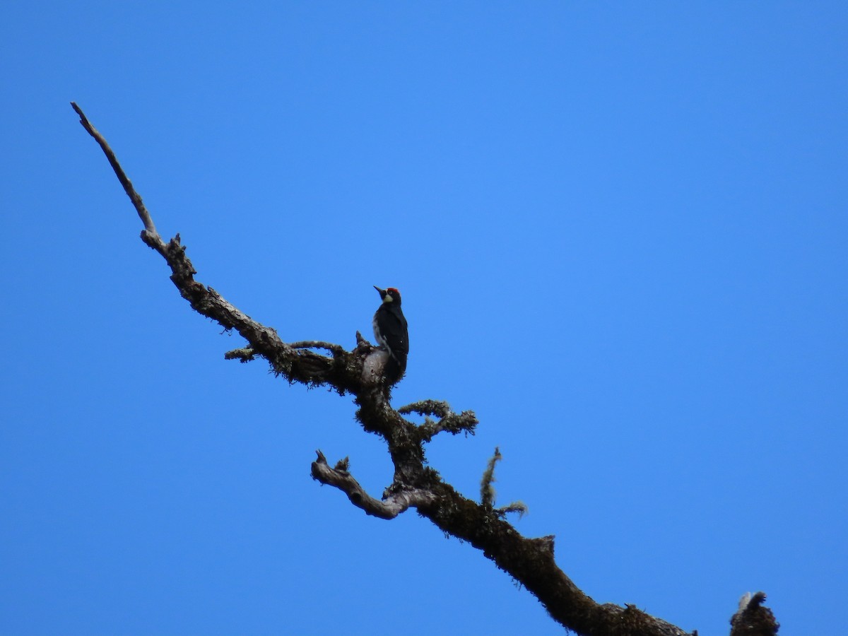 Acorn Woodpecker - April Pufahl