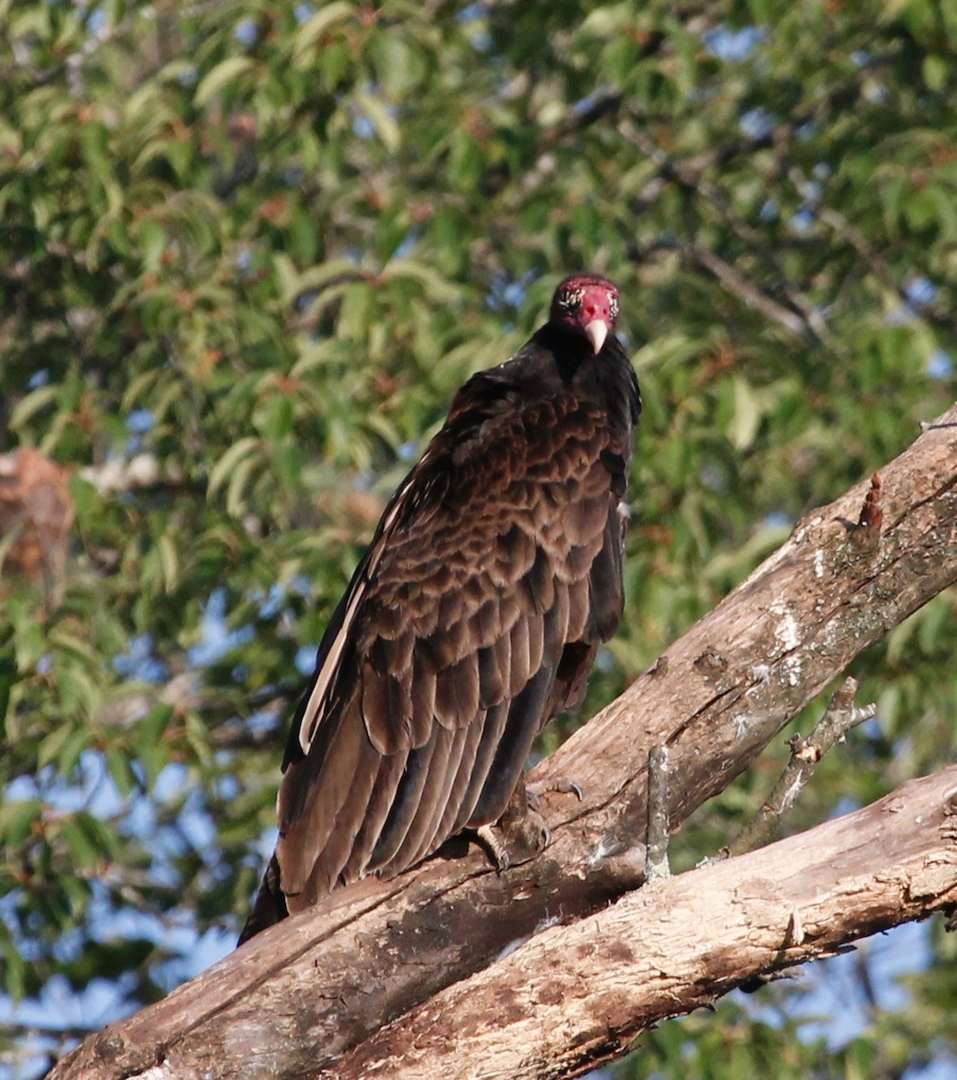 Turkey Vulture - Karen Miller