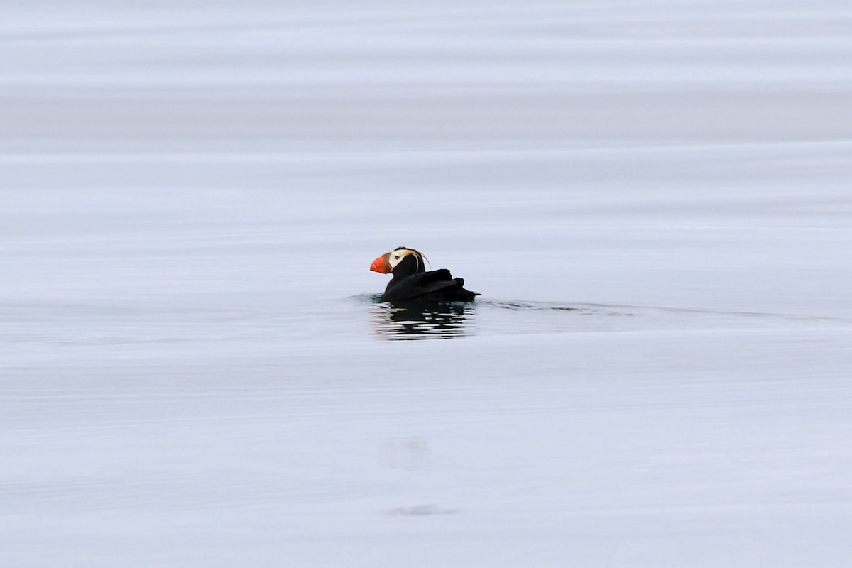 Tufted Puffin - ML172547421