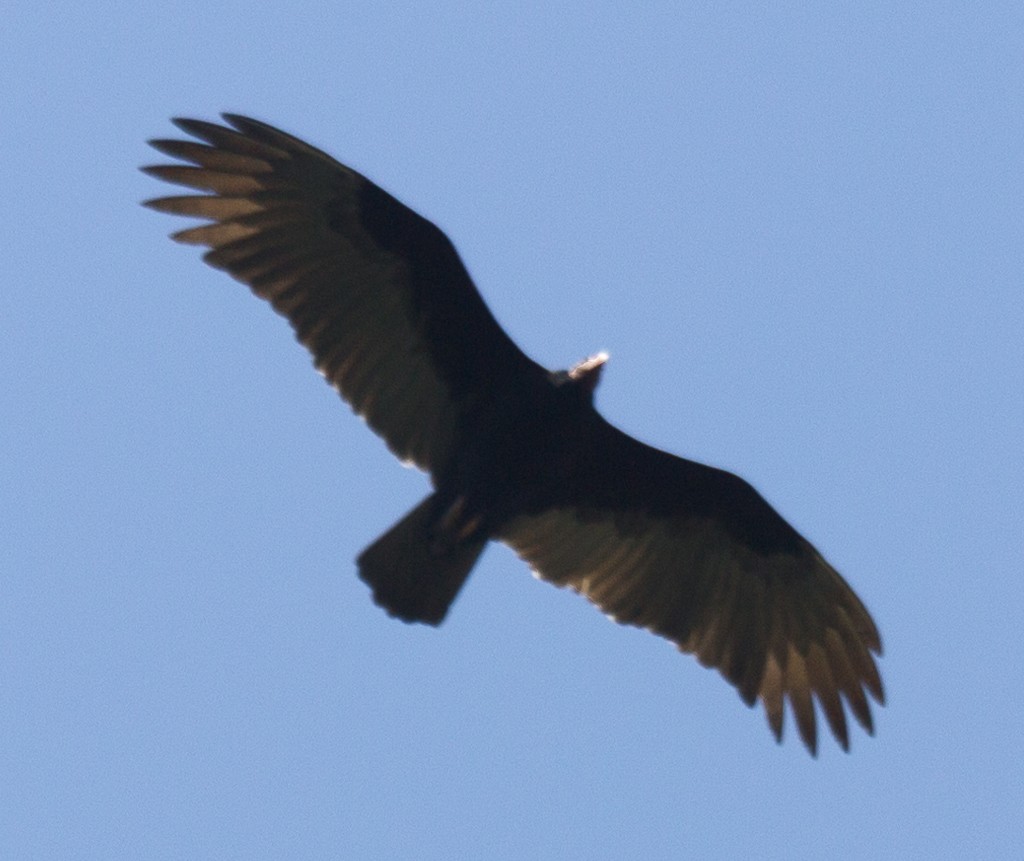 Turkey Vulture - ML172547861