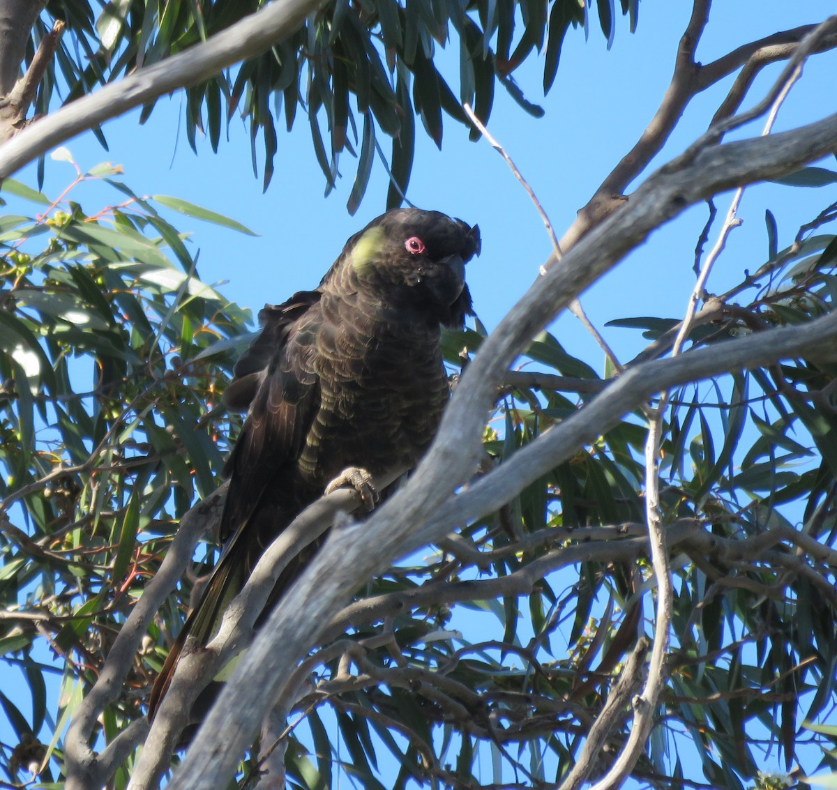 Yellow-tailed Black-Cockatoo - ML172548451