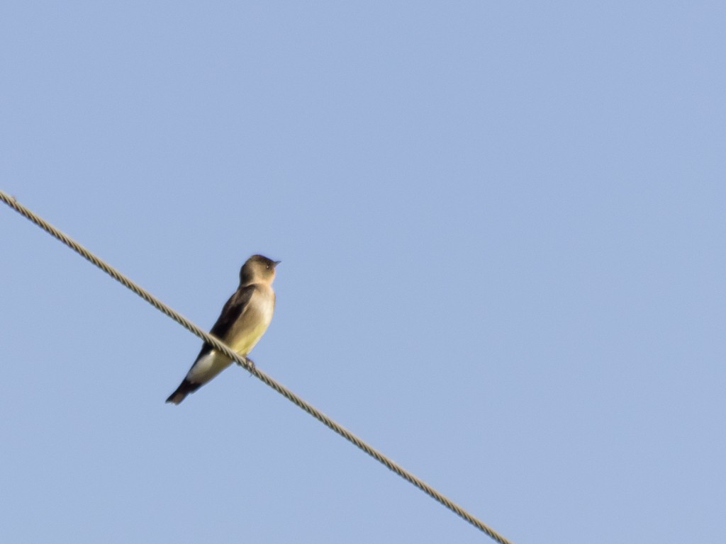 Southern Rough-winged Swallow - Enio Moraes