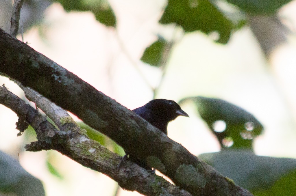 Ruby-crowned Tanager - ML172548711