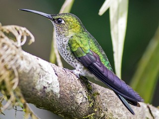 Many-spotted Hummingbird - eBird Many-spotted Hummingbird - eBird