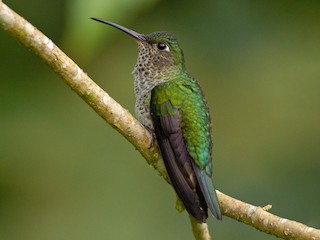 Many-spotted Hummingbird - eBird