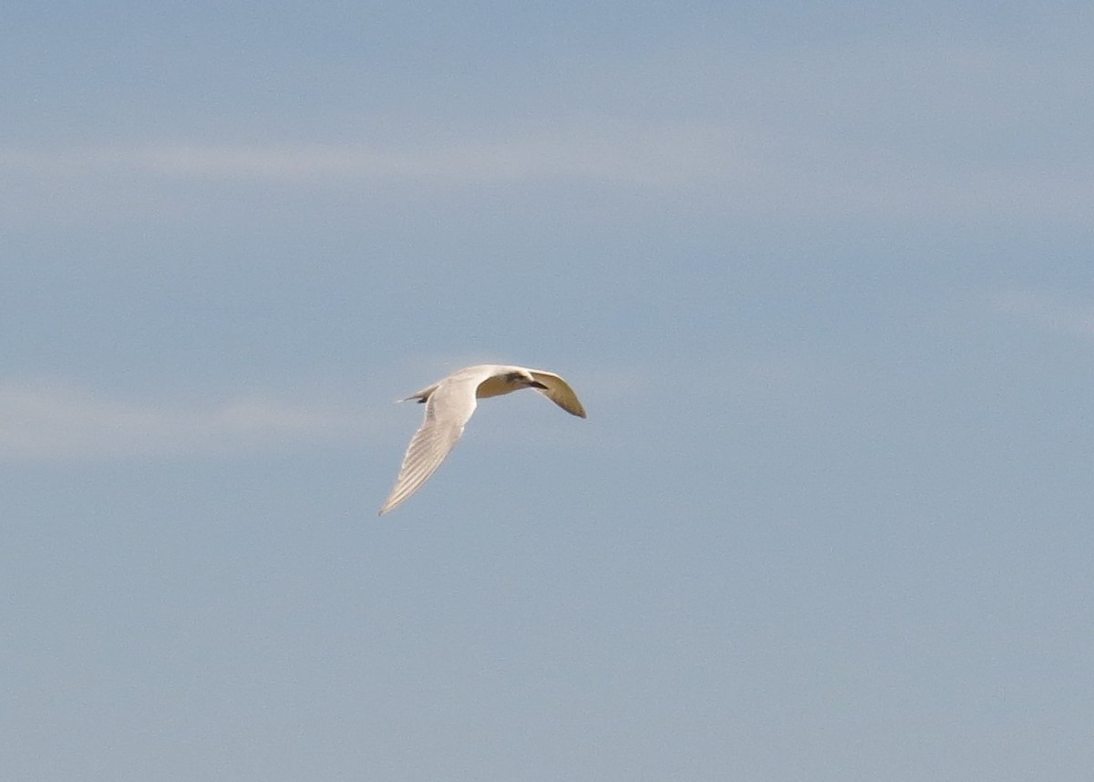 Gull-billed Tern - Robert Broz -GringoTours-Birding tours and more