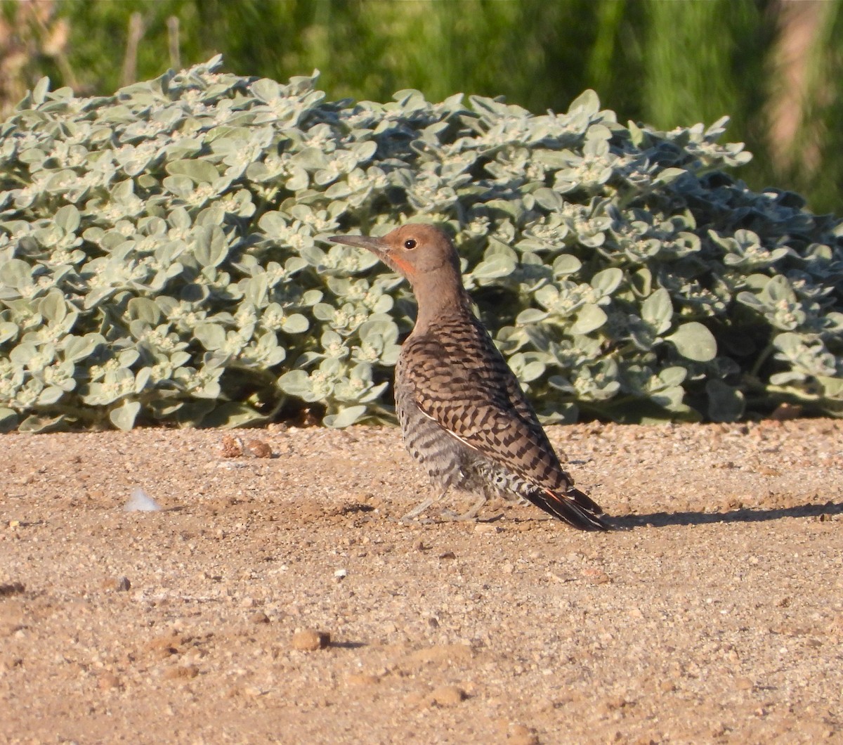 Northern Flicker (Red-shafted) - Pair of Wing-Nuts