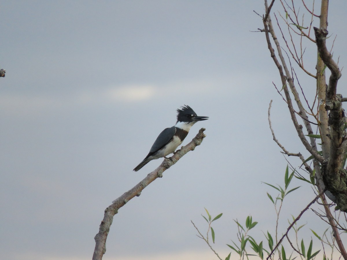 Belted Kingfisher - ML172564511