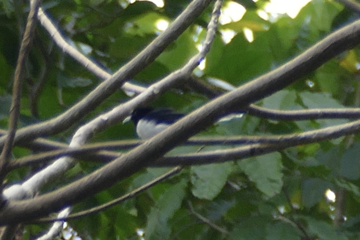 White-tailed Monarch - ML172564951