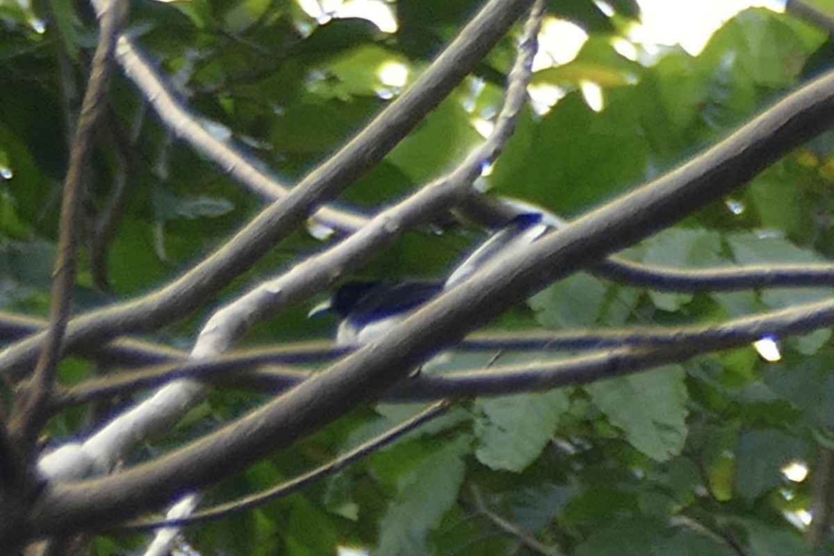White-tailed Monarch - ML172564961
