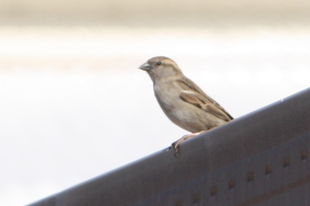 House Sparrow - ML172566301