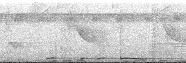 Голуб коста-риканський [група purpureotincta] - ML172567