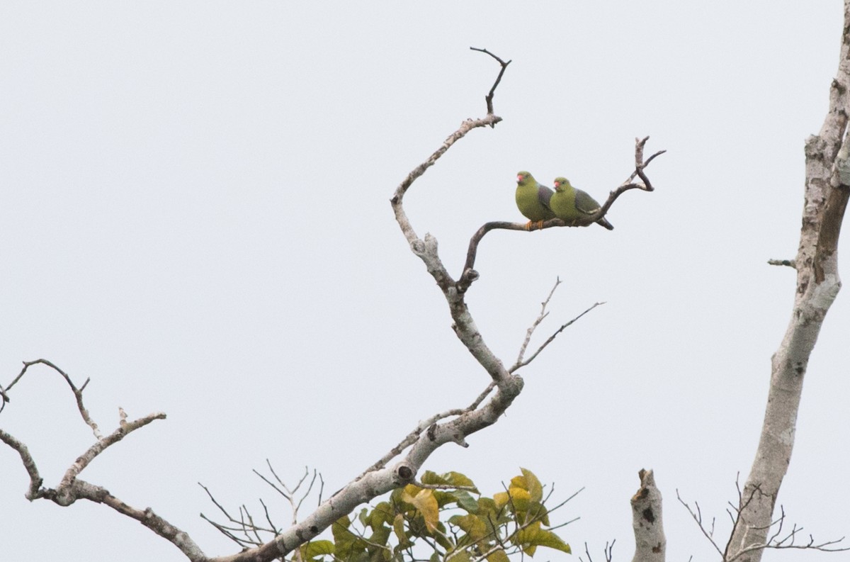 African Green-Pigeon - Joachim Bertrands