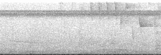 hvitkronemanakin (pipra) - ML172568