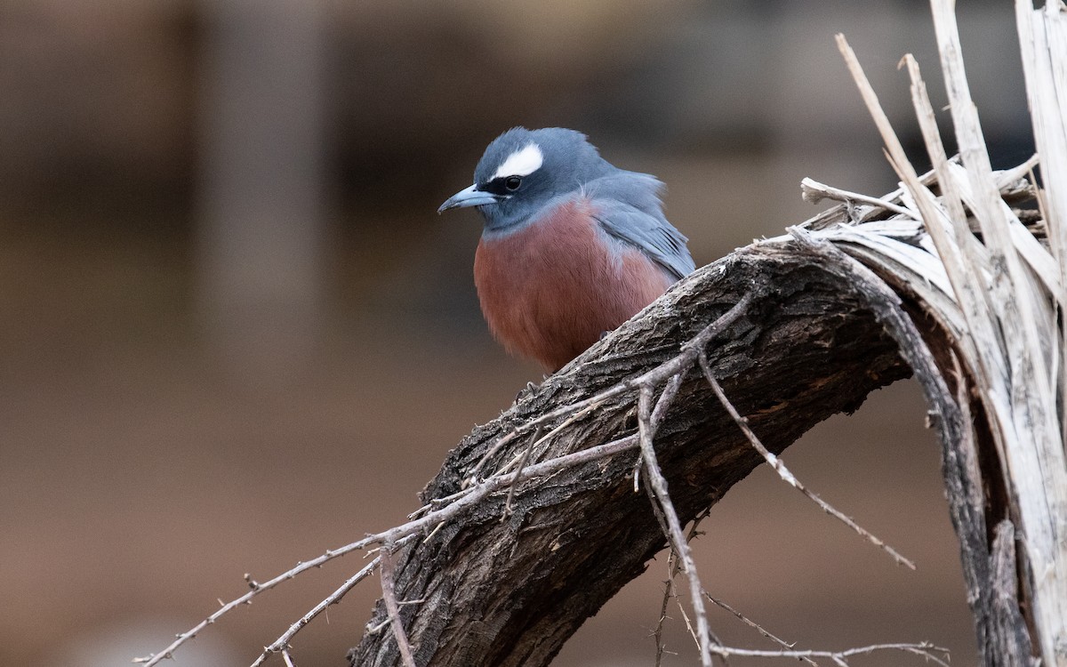 White-browed Woodswallow - ML172569691