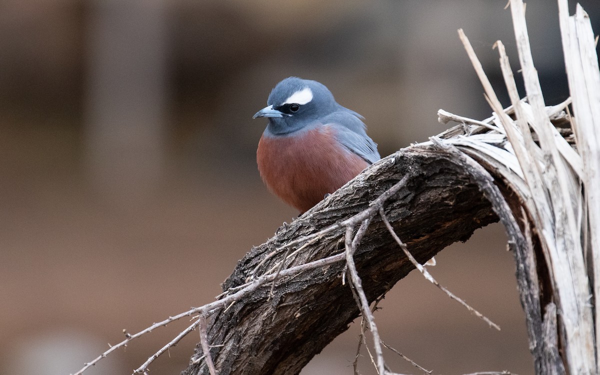 White-browed Woodswallow - ML172569711