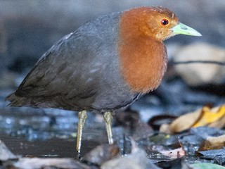  - Red-necked Crake