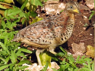  - Red-backed Buttonquail