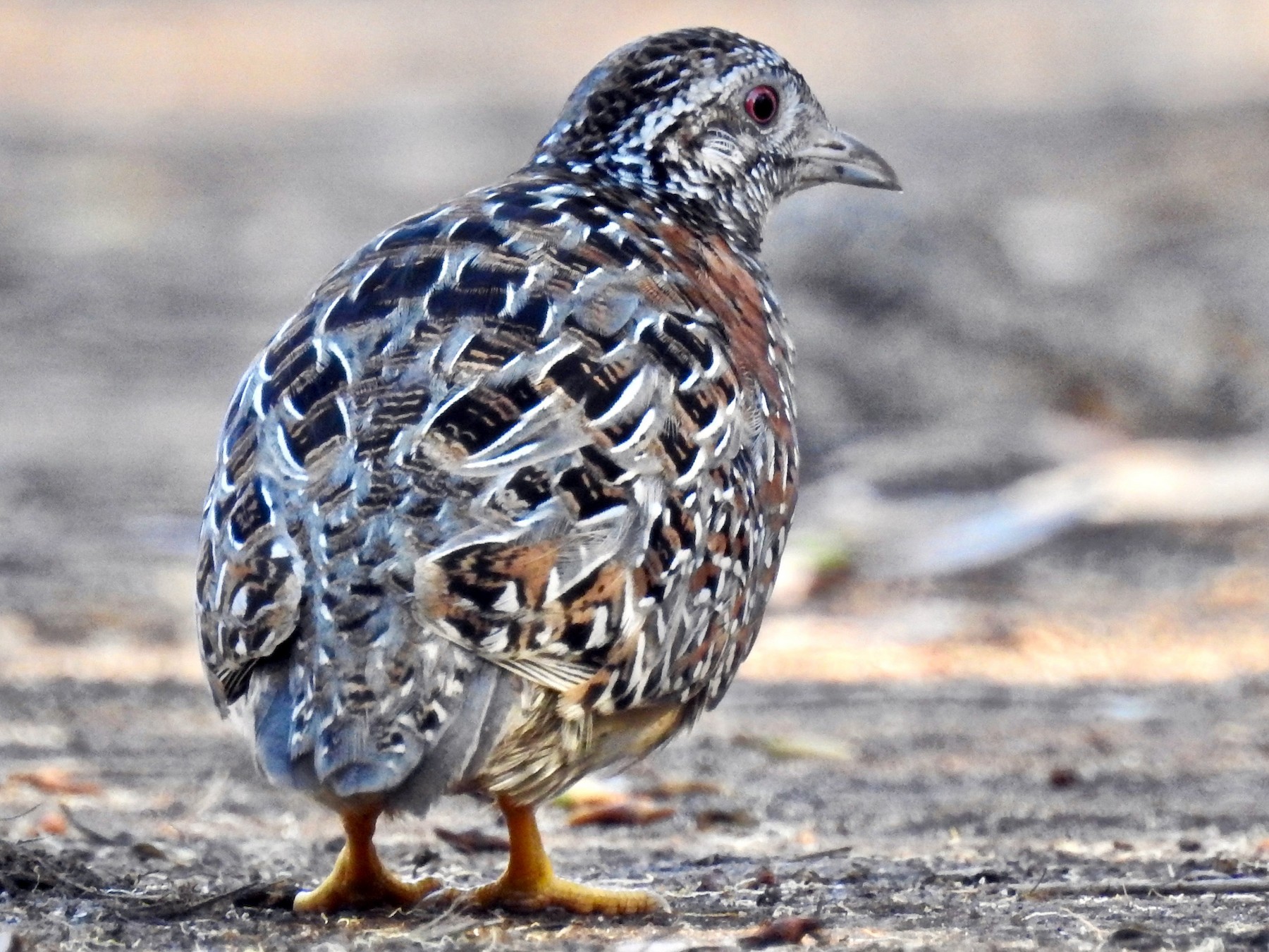 Painted Buttonquail - Michael Daley