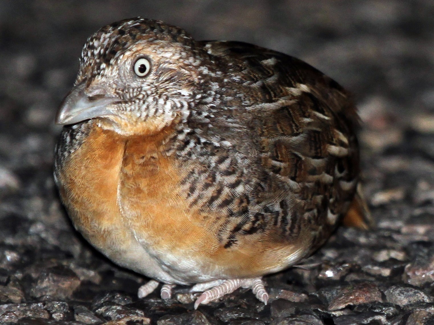 Red-chested Buttonquail - James (Jim) Holmes