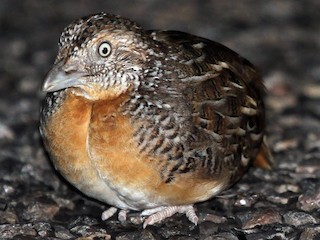 Red-chested Buttonquail - eBird
