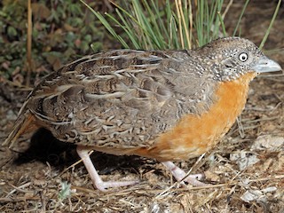 Red-chested Buttonquail - eBird