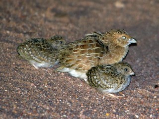 นกเต็มวัยและลูกนก - Mick Jerram - ML172576551