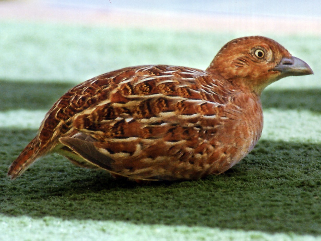 Little Buttonquail - David Ongley