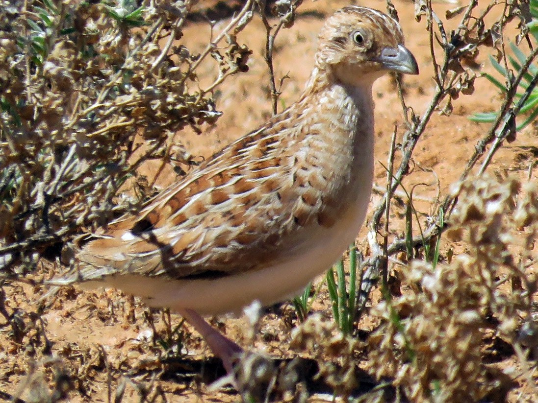 Little Buttonquail - Richard Arnold