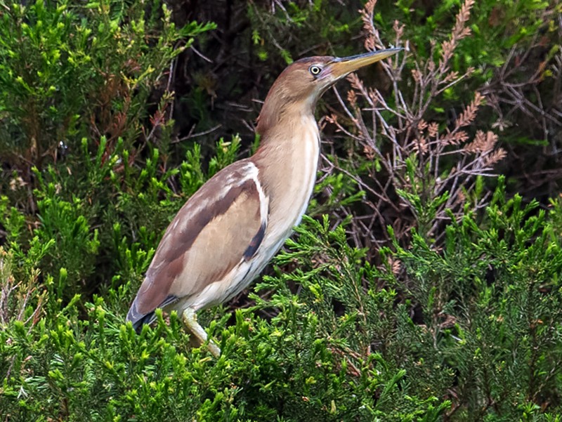 Black Backed Bittern Ebird