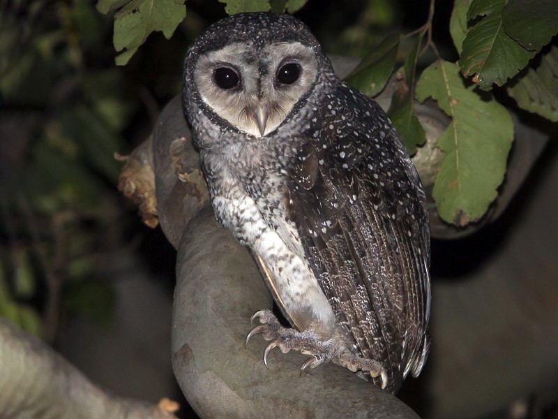 Sooty Owl - Keith & Lindsay Fisher