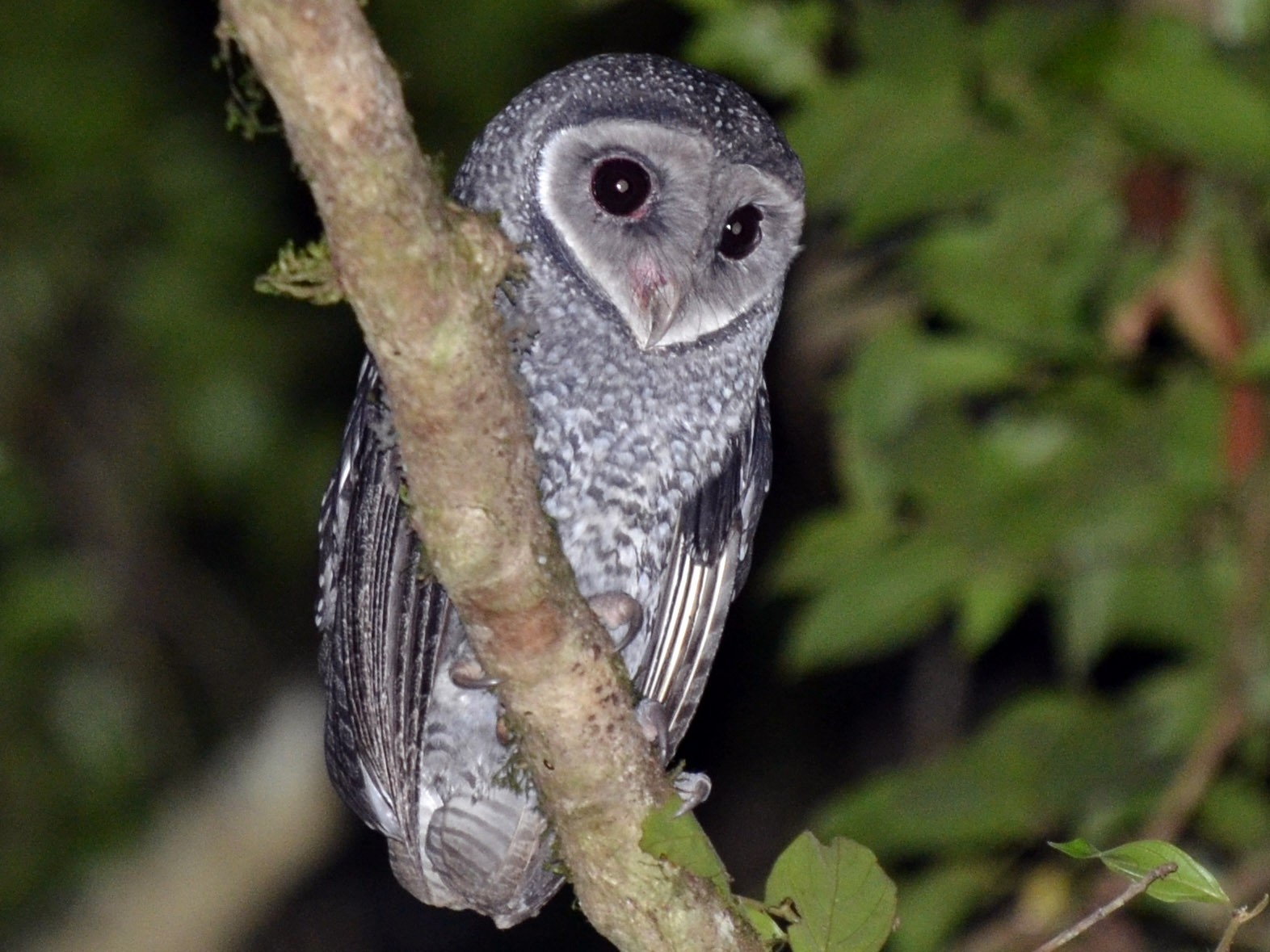 lesser sooty owl