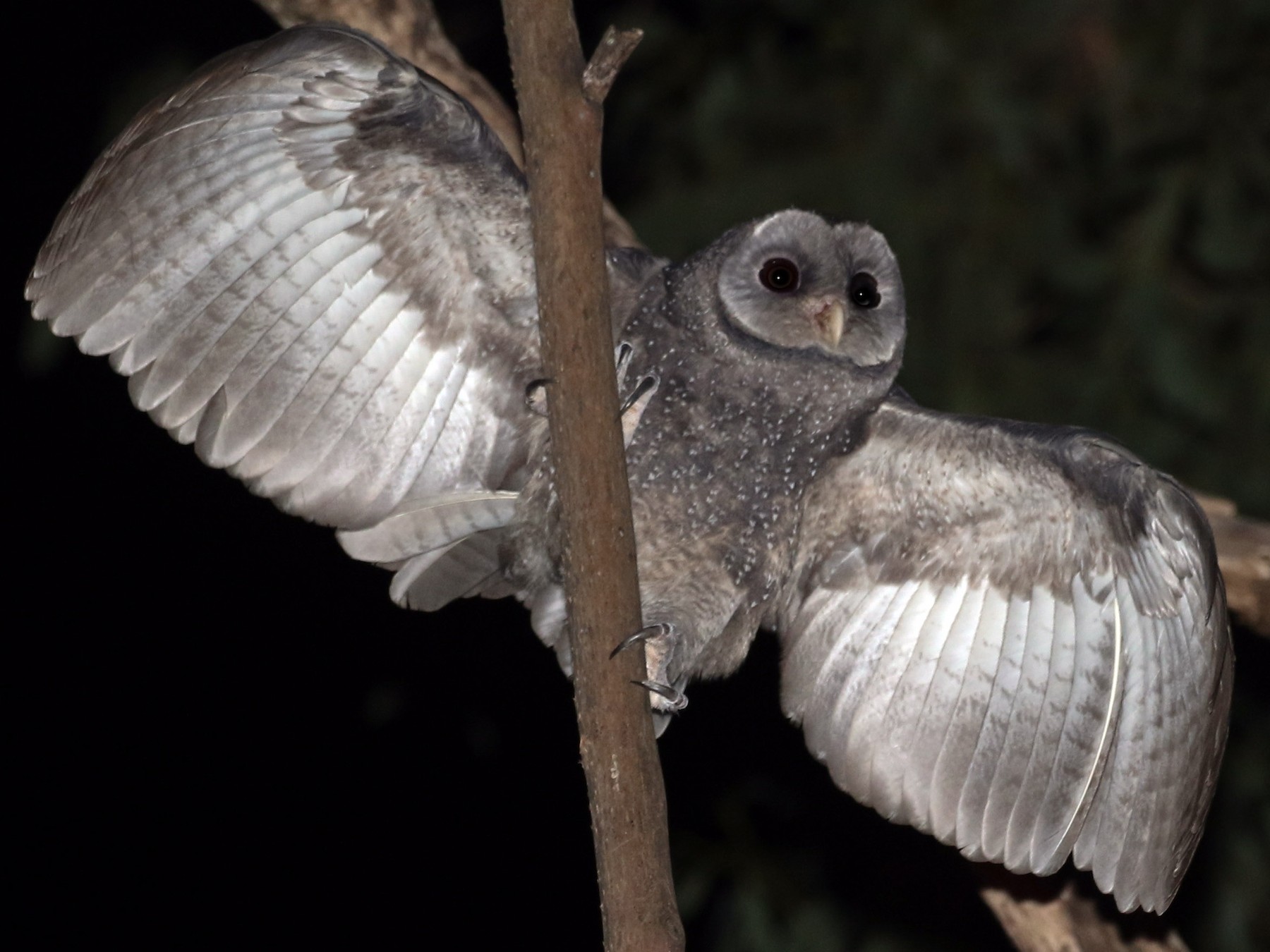 lesser sooty owl