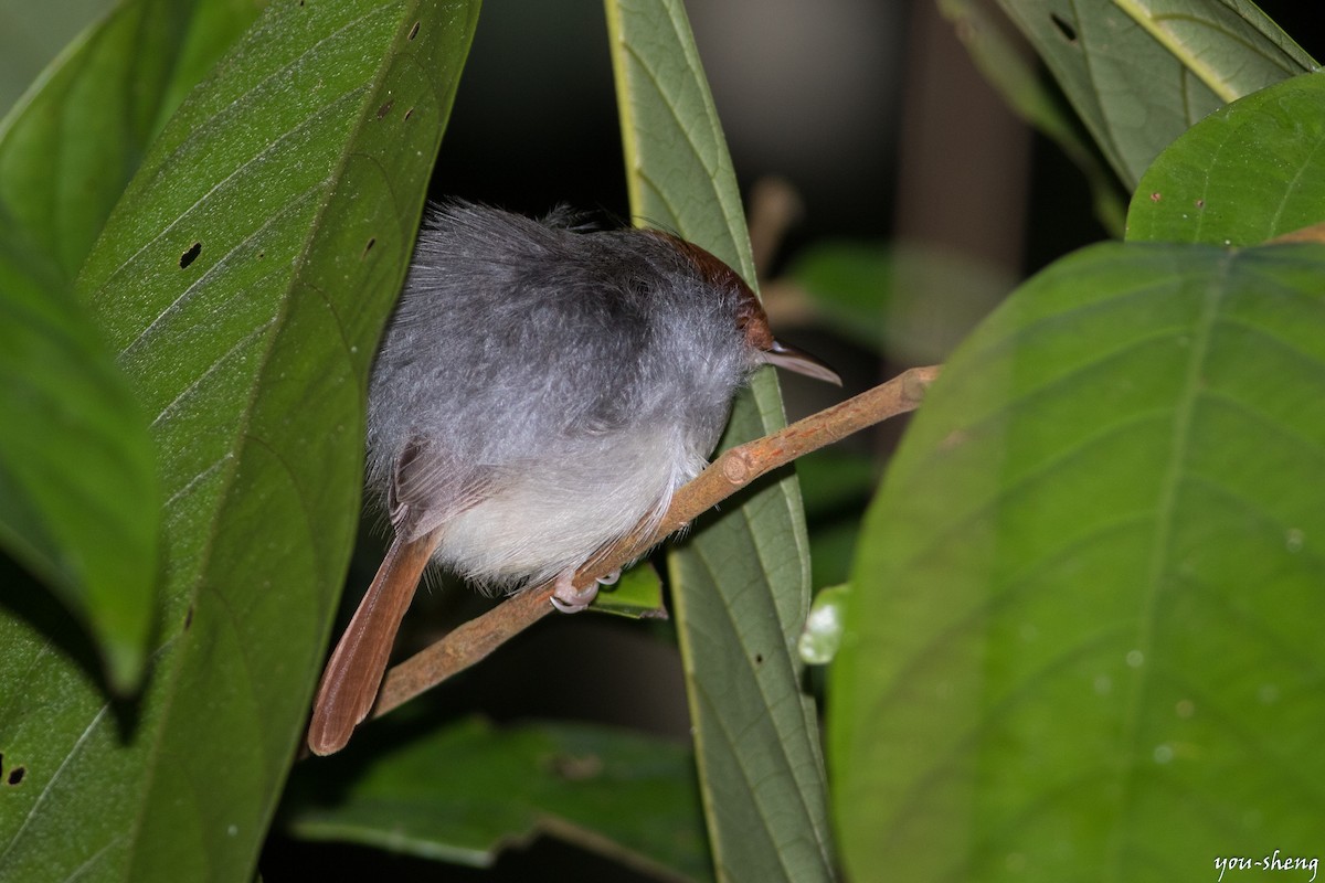 Rufous-tailed Tailorbird - You-Sheng Lin
