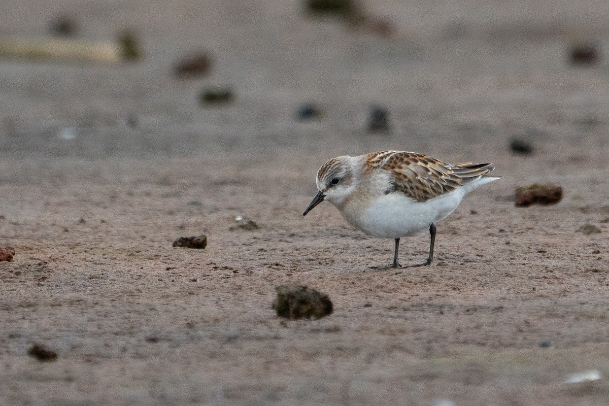 Red-necked Stint - Sulli Gibson