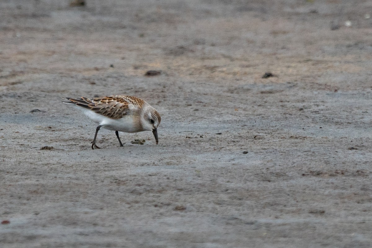 Red-necked Stint - Sulli Gibson
