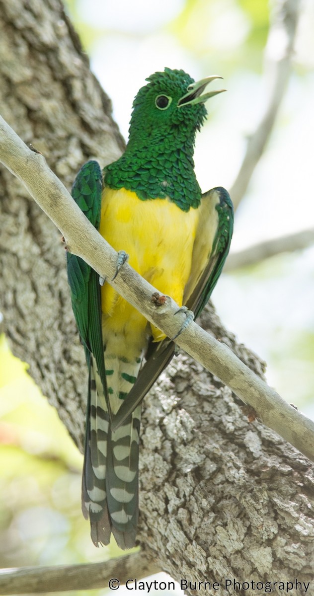 African Emerald Cuckoo - Clayton Burne