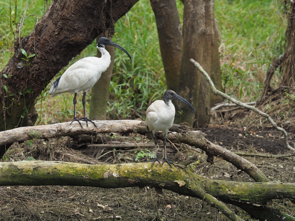 ibis australský - ML172583021