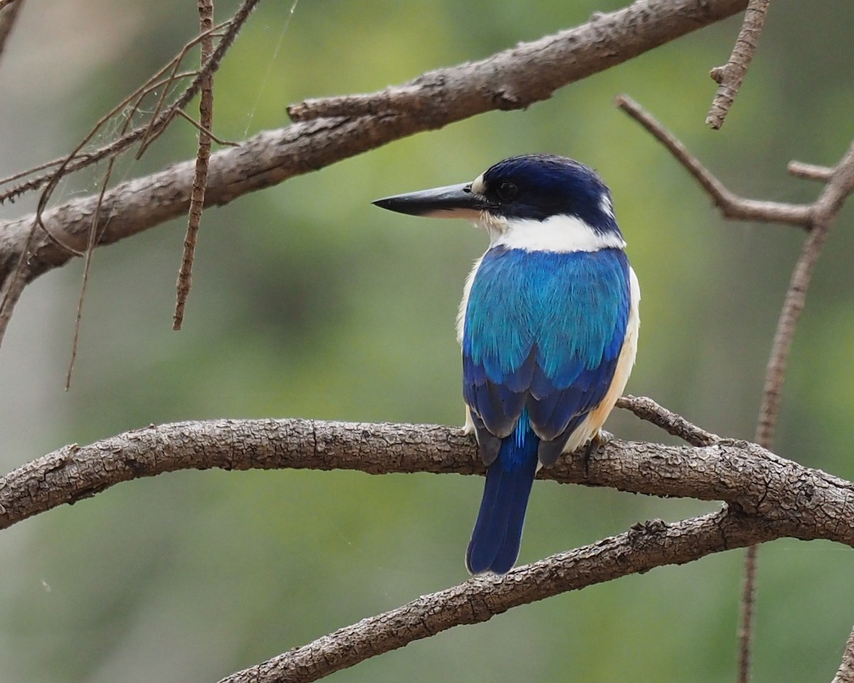 Forest Kingfisher - ML172584481