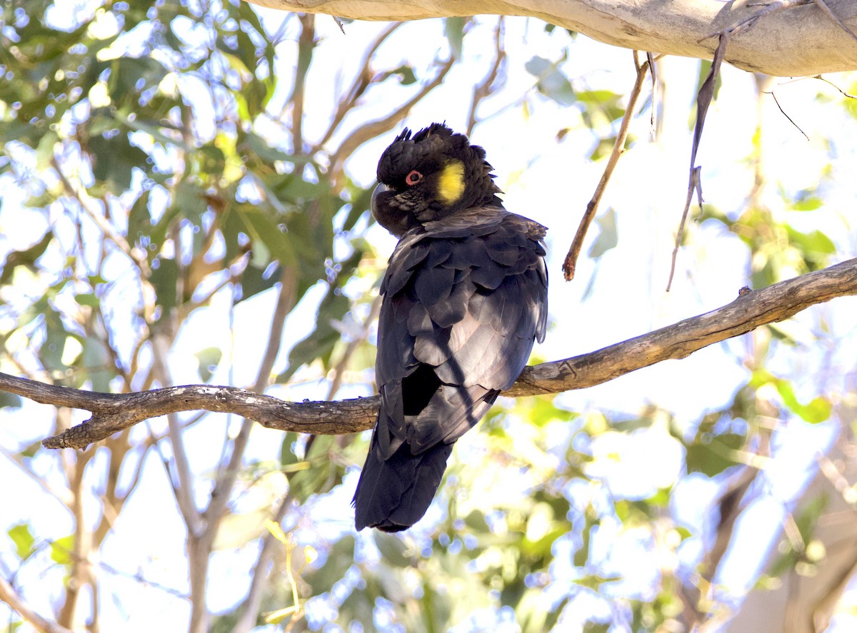 Yellow-tailed Black-Cockatoo - Nicholas Bourke