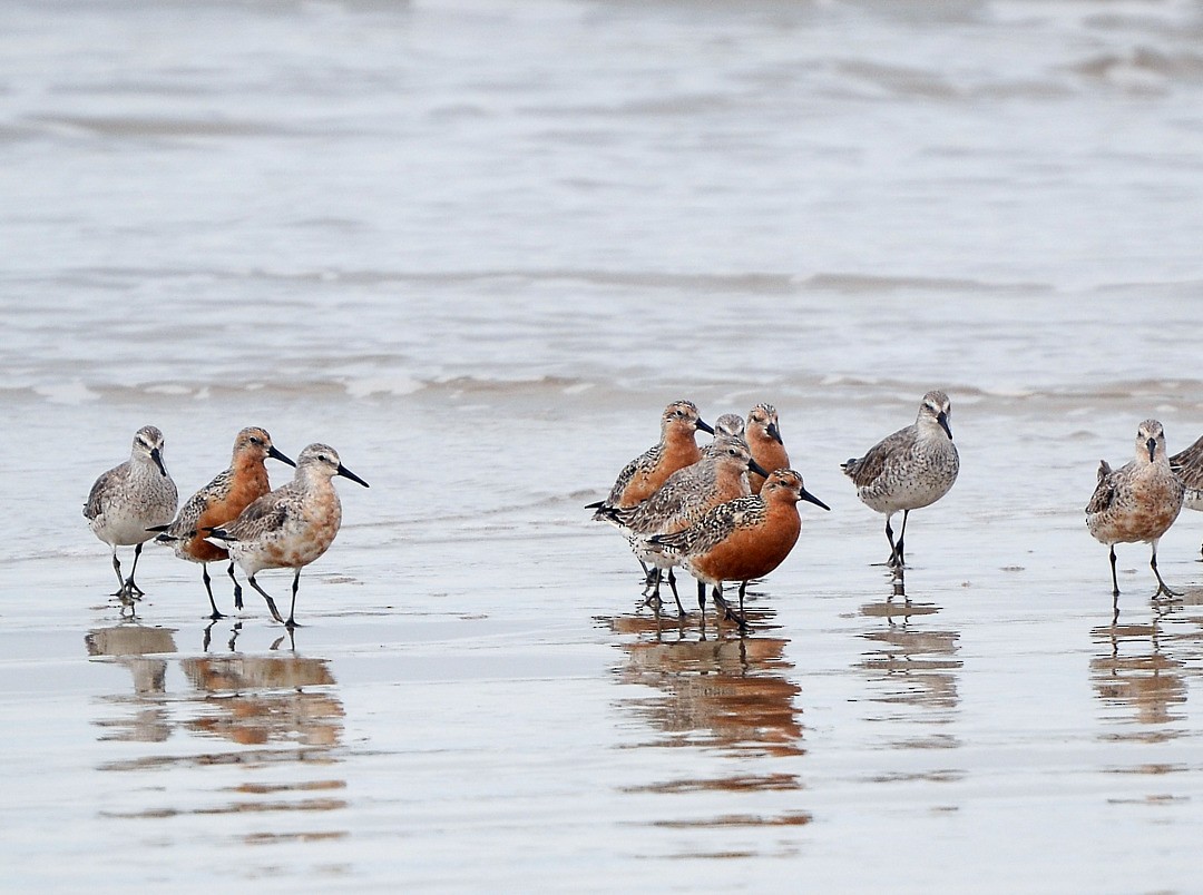 Red Knot - ML172586901