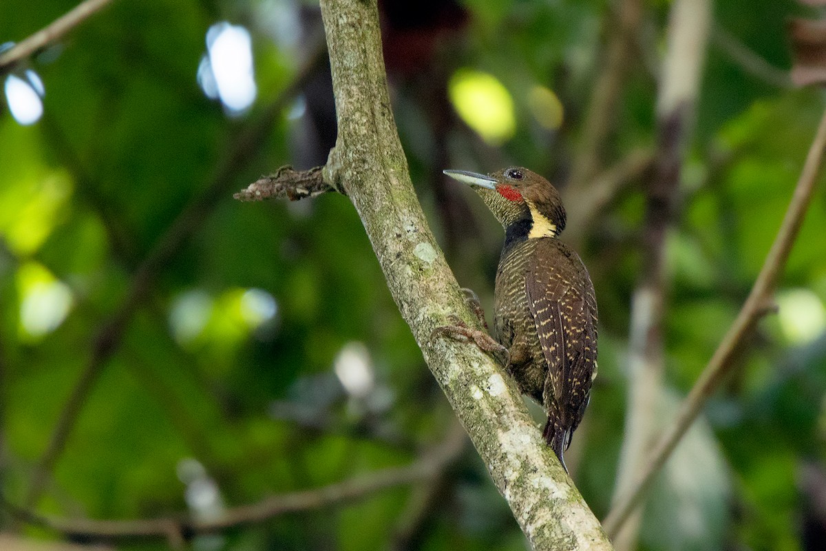 Buff-necked Woodpecker - Ayuwat Jearwattanakanok