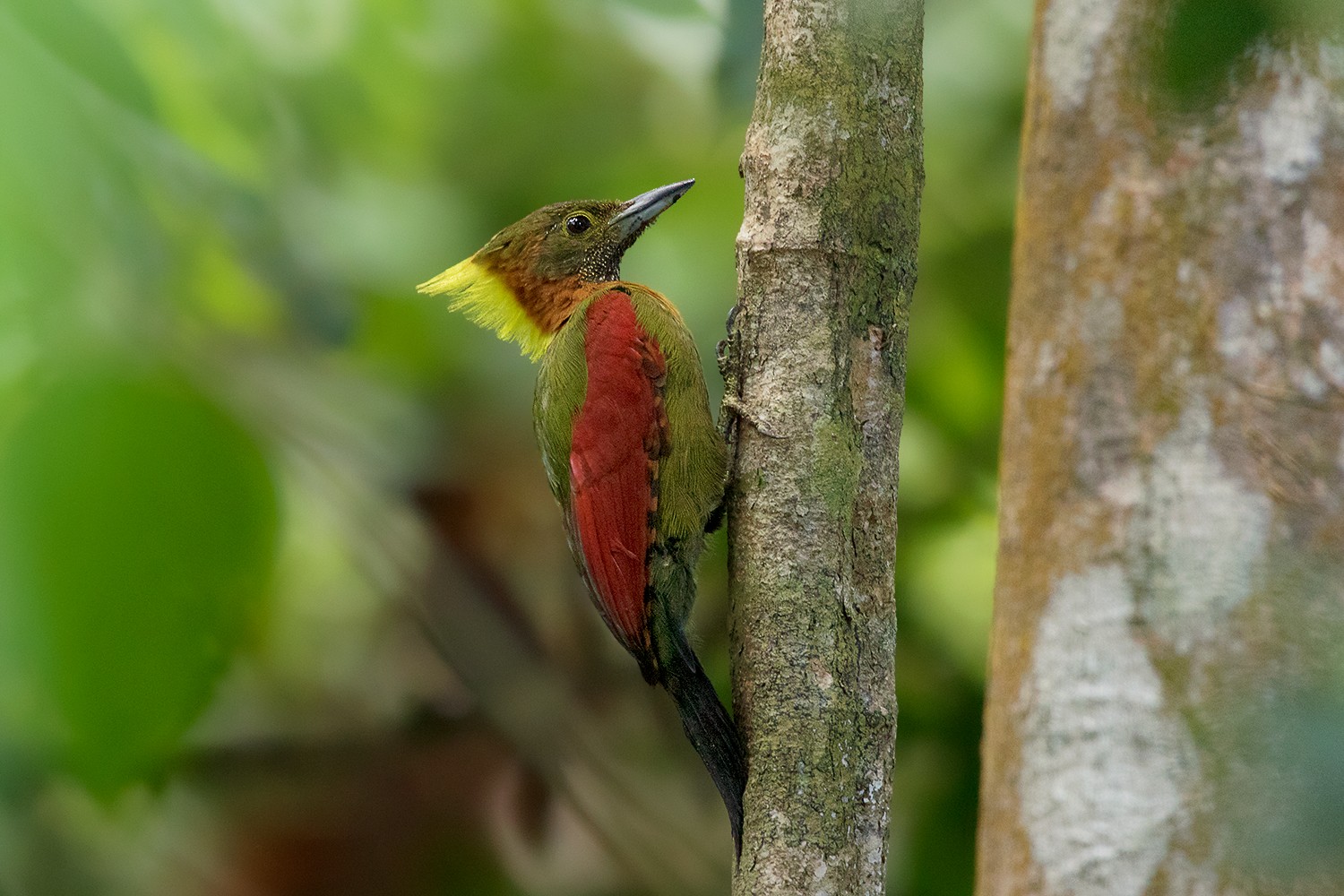 チャバネアオゲラ Humii Ebird