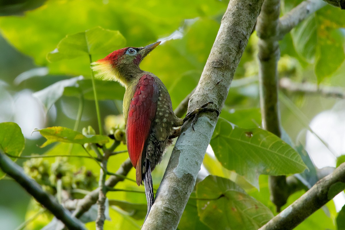 Crimson-winged Woodpecker - ML172588301