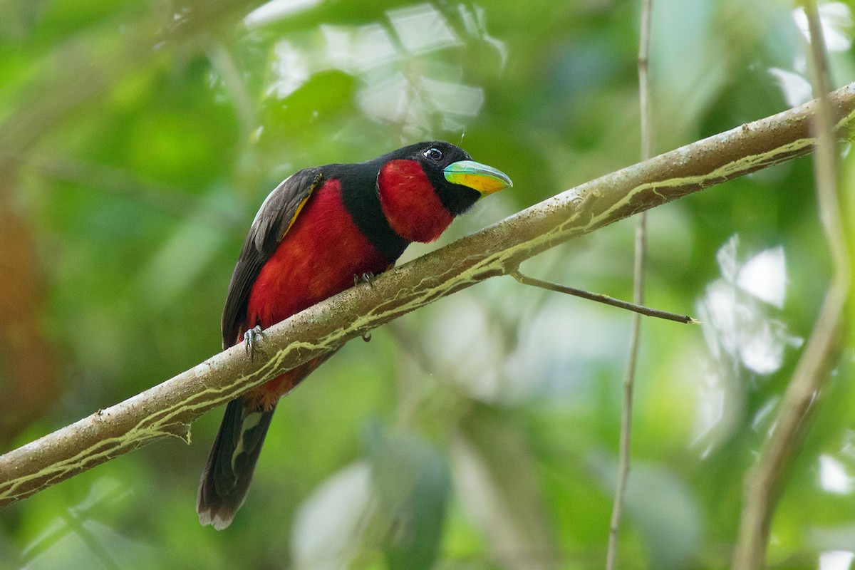 Black-and-red Broadbill (Black-and-red) - Ayuwat Jearwattanakanok