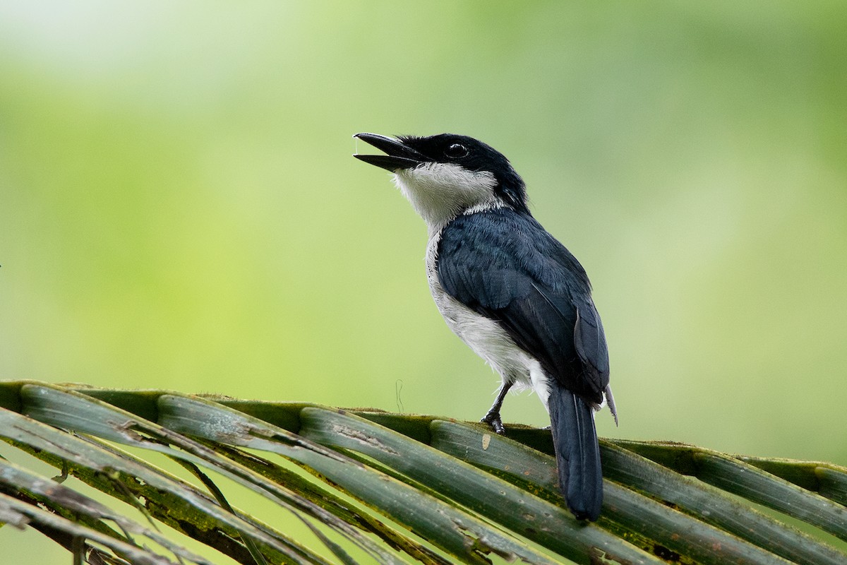 Black-winged Flycatcher-shrike - Ayuwat Jearwattanakanok