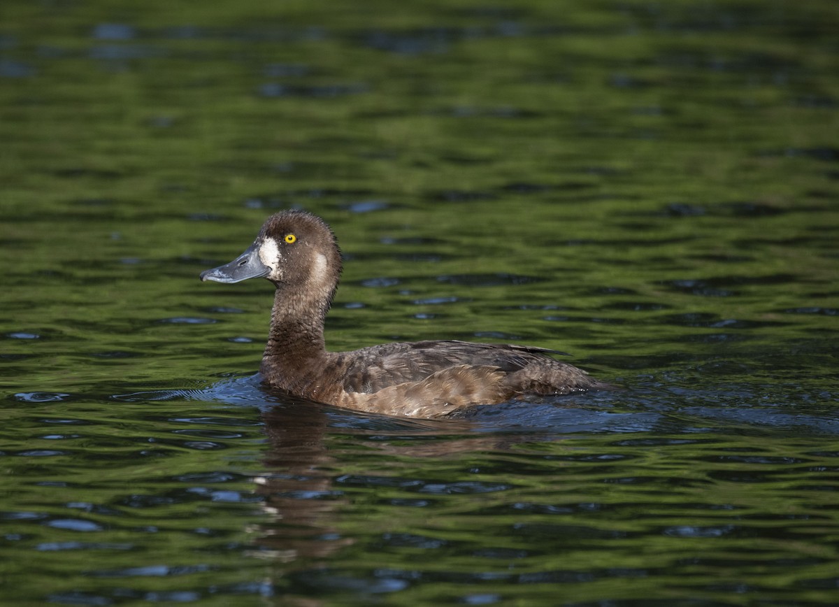 Greater Scaup - ML172588631